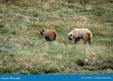 Two Bears in Denali stock image. Image of nature, hair - 152110017