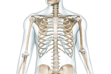 Combien De Temps Dure Une Douleur Intercostale Vertebre