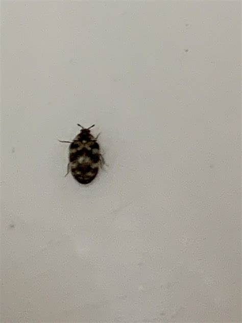 Is this a carpet beetle? : r/bugidentification