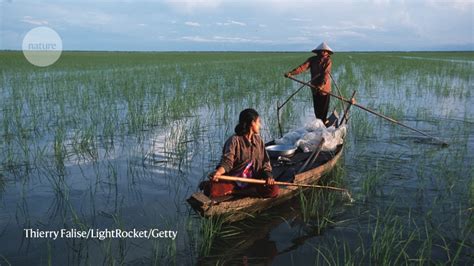 The Extent And Drivers Of Global Wetland Loss