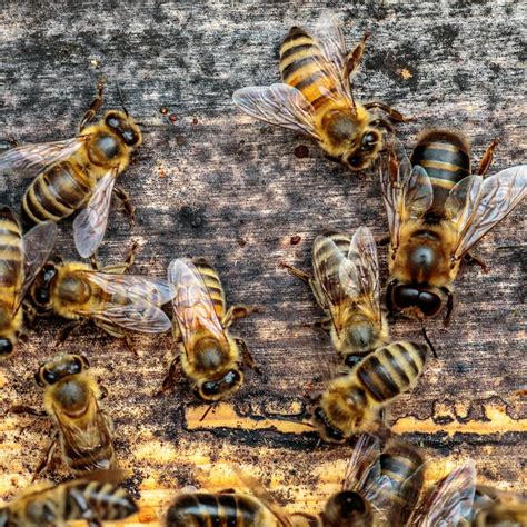 Drone Honey Bees