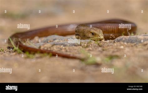 The Sheltopusik Scheltopusik Or European Legless Lizard Pseudopus