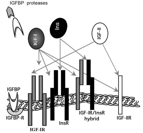 Schematic Representation Of Igf System Download Scientific Diagram