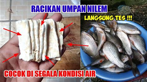 Umpan Ikan Nilem Paling Jitu Racikan Umpan Nilem Sungai Terbaru