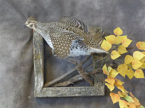 Upland Birds Legacy Taxidermy