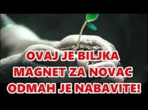 Privu Ete Novac U Svoj Ivot Nabavite Obavezno Ovu Biljku Pravi Je