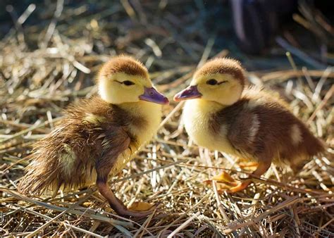 raise baby ducks  tips   ignore