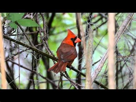 Cardinal Forest Elementary School (Ranked Top 50% for 2024-25 ...