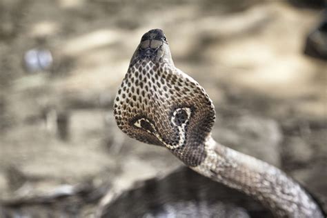 King Cobra Snake Facts 