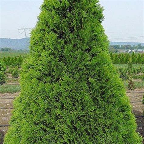 Thuja Tree Seeds – Montana Seed Farmer