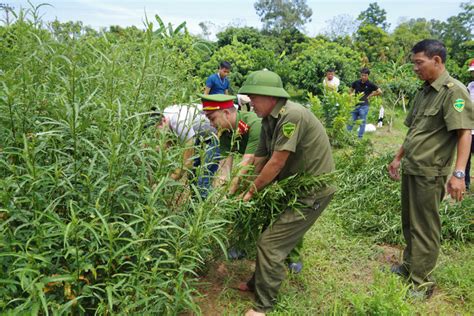 Cập nhật với hơn 75 về hình nền cần sa chất hay nhất - coedo.com.vn