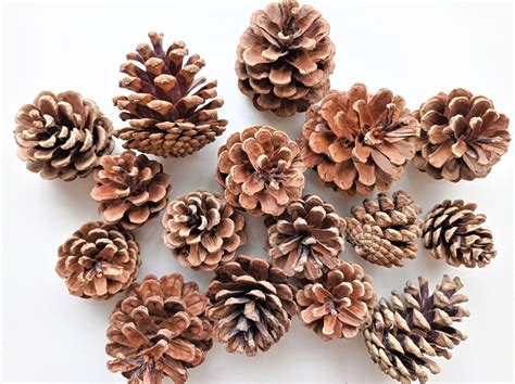 16pcs Natural Pine Cones Large Pine Cone Set Real Pine Cones Etsy