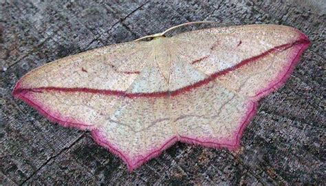 a pink and white moth sitting on top of a wooden floor