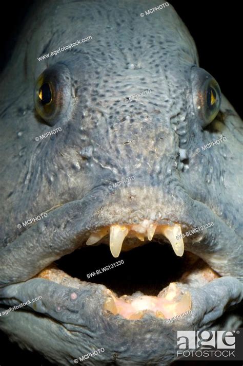 Atlantic Wolffish Wolffish Cat Fish Catfish Anarhichas Lupus