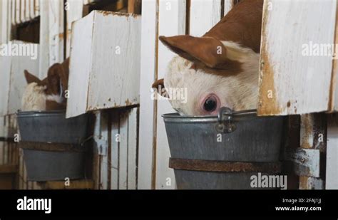 Calf Care Dairy Farm Management And Calf Feeding Calves Eat Feed