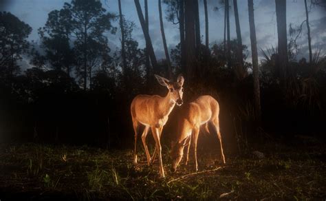 Best animal photos of 2023 by USA TODAY Network photographers