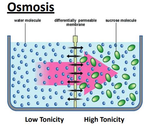 Biol Lab Diffusion And Osmosis Flashcards Quizlet