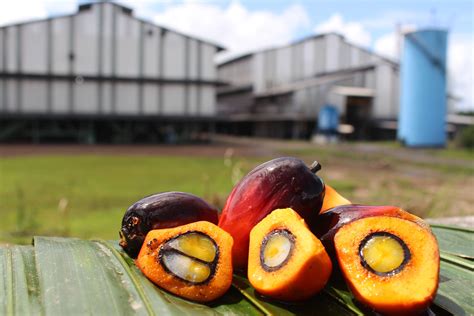 Contactanos Industrial Aceitera De Casanare S A