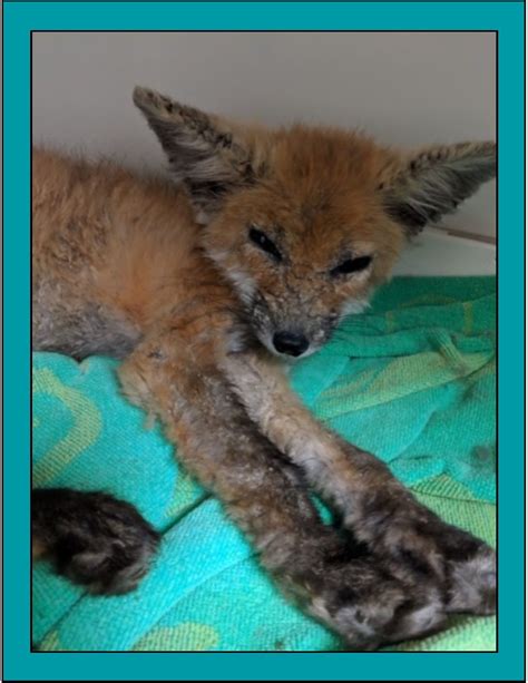 Busch Wildlife Sanctuary - Critter of the Month: This Red fox kit was