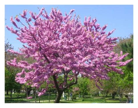 erguvan agaci bakimi ve hakkinda bilgiler melekler mekani forum