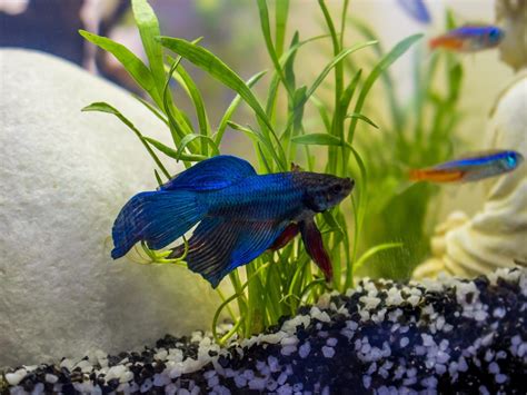 The Frontpage of All Things Aquarium | Fishkeeping Advice