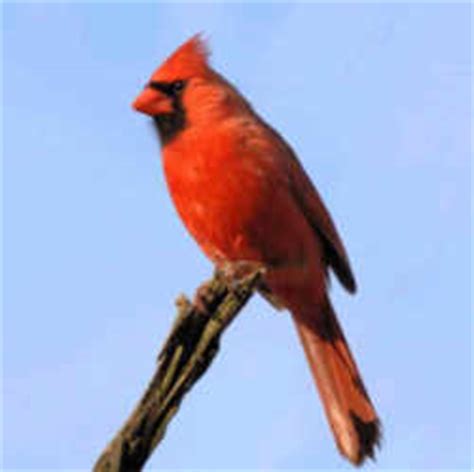 Ohio State Bird: Cardinal aka Winter Redbird