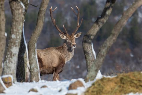 Red Deer Rewilding Rhodope Mountains