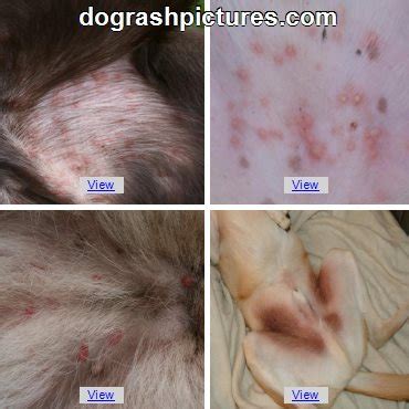 Dog Skin Rash Pictures