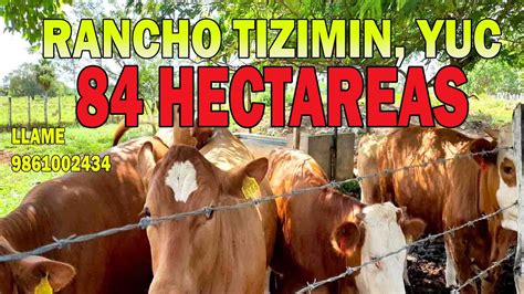 84 HECTAREAS CERCA TIZIMIN YUCATAN VENDIDO YouTube