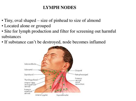 PPT Unit I Lymphatic System And Immunity PowerPoint Presentation