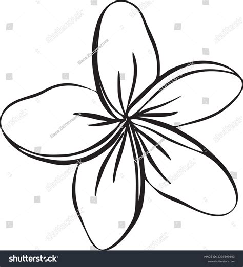 Frangipani Drawing Stock Photos - 15,251 Images | Shutterstock