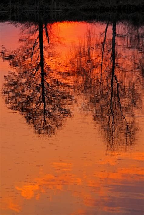 Trees Reflected In Water Stock Photo Image Of Outdoors