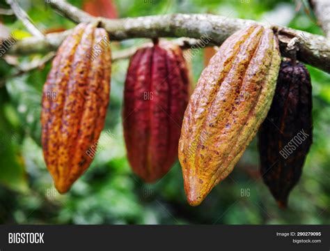 Cacao Tree Theobroma Image & Photo (Free Trial) | Bigstock