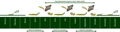 Box Tree Moth & Caterpillar – EBTS UK