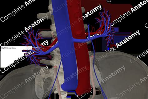 Right Renal Vein | Complete Anatomy