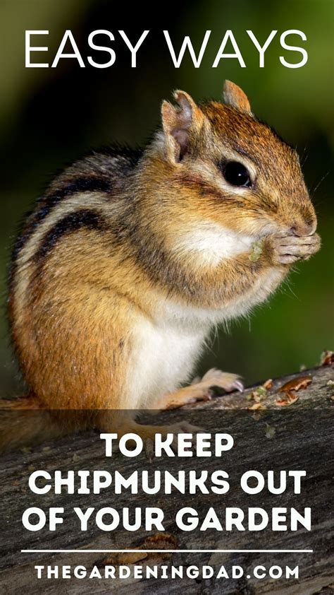 How To Keep Chipmunks Out Of Your Garden 15 Easy Tips Artofit