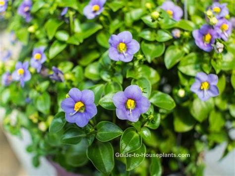 Persian Violet Care Tips Exacum Affine Chimeneas