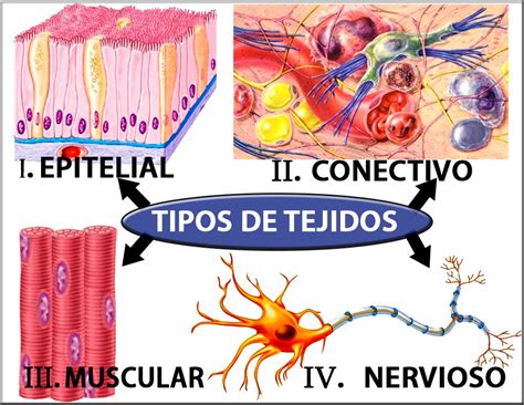 Biología y Geología IES Primero de Mayo 3º de la ESO Los tejidos humanos