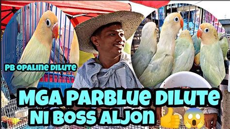 Parblue Opa Dilute Ni Boss Aljon Quality Bocaue Pet Market Youtube