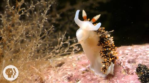 Nudibranch Sea Slug