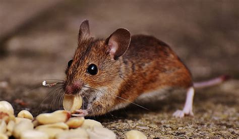 Dangerous Diseases Spread By Rats And Rodents Green Rodent Restoration