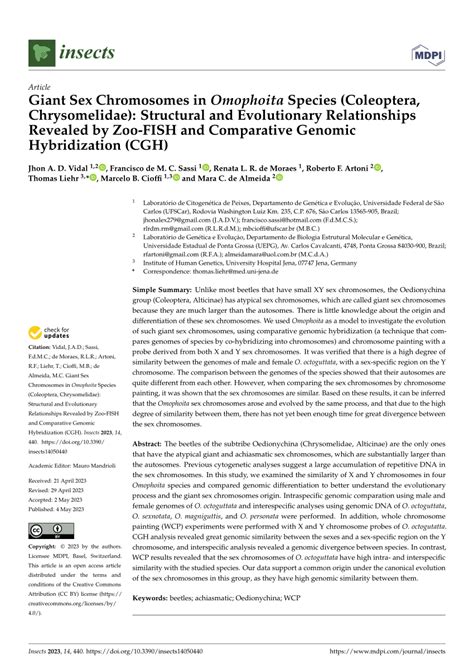 Pdf Giant Sex Chromosomes In Omophoita Species Coleoptera