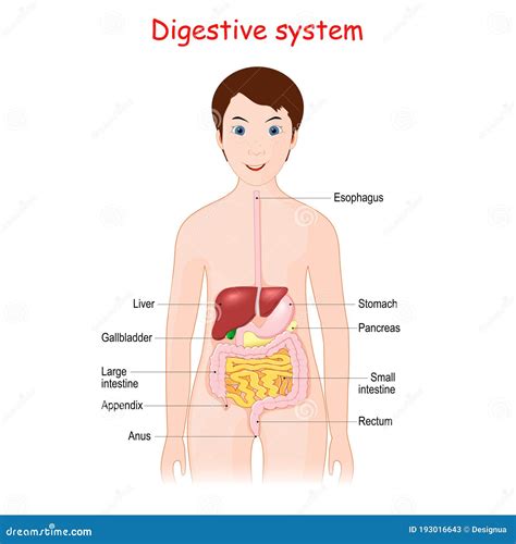 Human Digestive System for Kids Stock Vector - Illustration of esophagus, digestive: 193016643