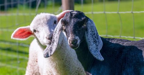 What Should We Know About The Sheep And Goats In Matthew Bible Study