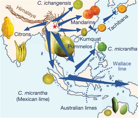 Species New To Science Botany • 2018 Genomics Of The Origin And