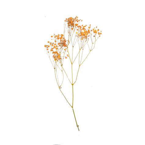 Colorful Gypsophila Flower Arrangement Blooming Dried Flowers, Color ...