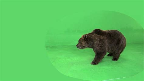 Green screen video of kodiak bear standing up and jumping with front ...