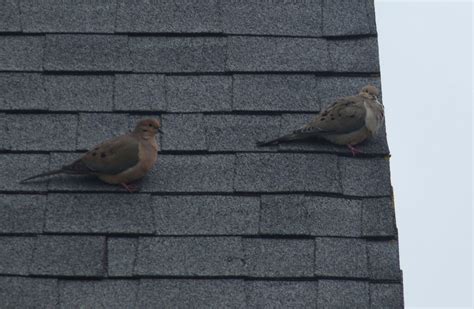 Mourning Dove From Oil City Pa 16301 Usa On March 15 2024 At 0328