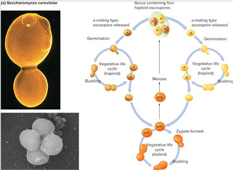 Solved 14 Haploid Saccharomyces Cerevisiae Budding Yeast