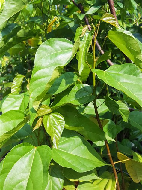 Annatto Lipstick Tree Bixa Orellana Urban Tropicals